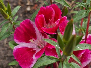 Bahçede güzel pembe ve beyaz şakayık çiçekleri