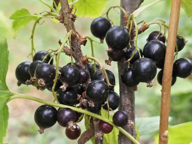 Bahçedeki çalıların üzerinde kuşüzümü yetişmiş..