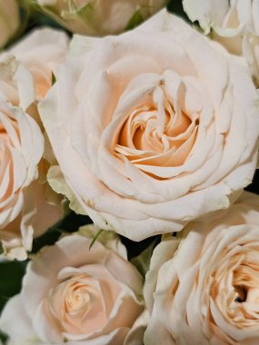 Bahçedeki güzel güller