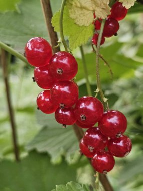 Bahçede taze kırmızı meyveler