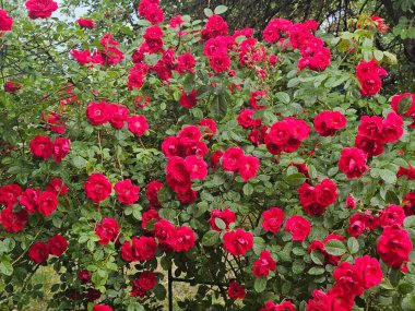 Bahçedeki güzel güller