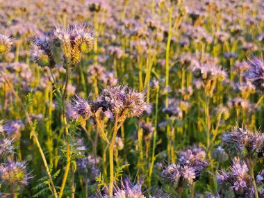 alan mor çiçek açan bir çiçek