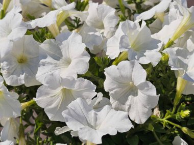 Bahçedeki güzel beyaz çiçekler