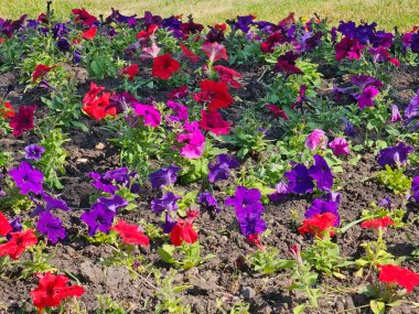 bahar bahçe en renkli çiçekler.