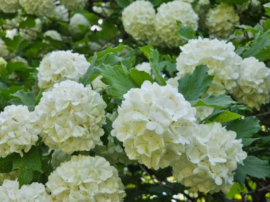 Caddedeki ortanca çiçekleri, yaz günü