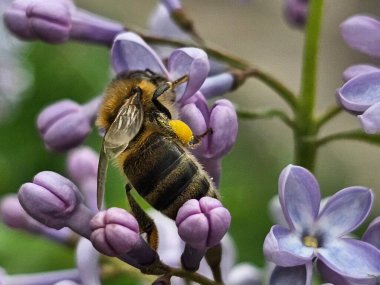 Bumblebee mor bir çiçek üzerinde