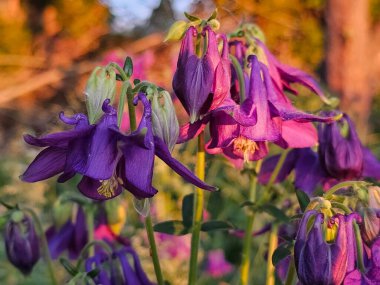 Bahçedeki güzel çiçekler