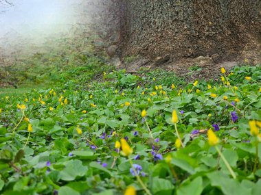 Bahçede yeşil yapraklar