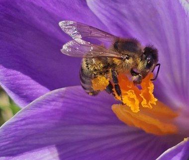 Sarı çiçekli arı.