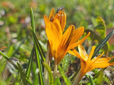 Bahçedeki sarı çiçekler
