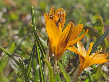 Bahçedeki güzel sarı çiçek