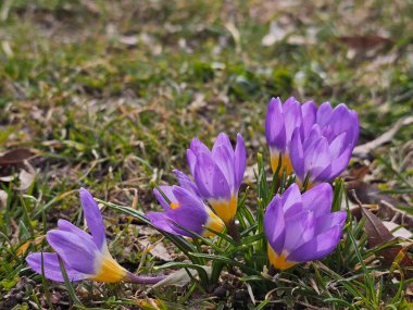 Çimlerin arka planında güzel bir bahar gülü