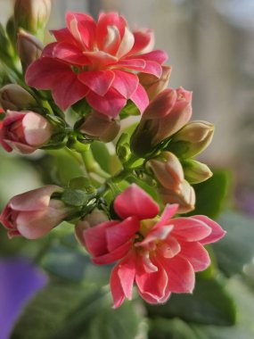 Güzel çiçeklere yakın, açık havada.