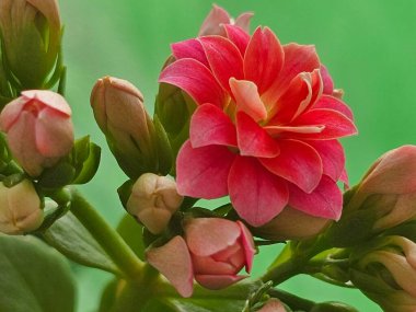 Güzel botanik fotoğrafı, doğal duvar kağıdı.