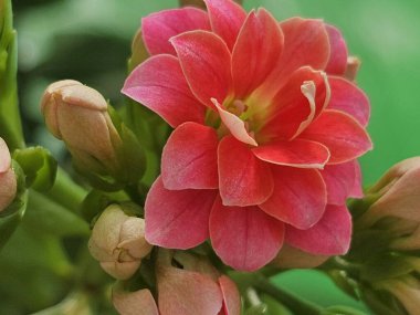 Güzel botanik fotoğrafı, doğal duvar kağıdı.