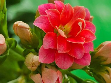 Bahçedeki çiçekleri kapat.