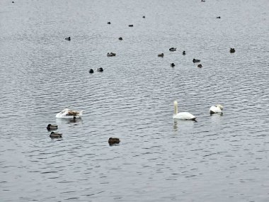 Beyaz Kuğu ve gölde ördekler