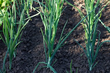 Soğan alanında büyüyen