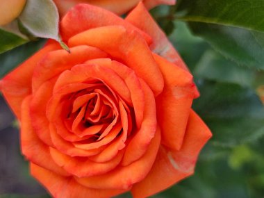 turuncu gül bahçesinde