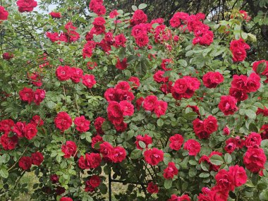 Güzel botanik fotoğrafı, doğal duvar kağıdı.