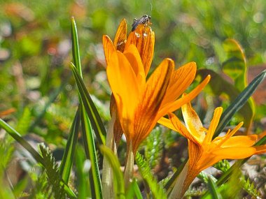 Yaklaş - güzel bir çiçeğe