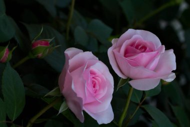 Bahçedeki güzel pembe güller