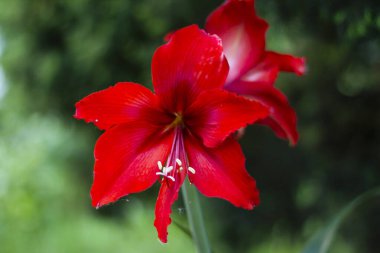 Bahçedeki kırmızı zambak çiçeği