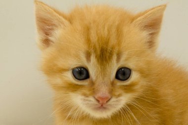 Kameraya bakan sevimli ev kedisinin yakın görüntüsü, sevimli küçük kedi yavrusu.