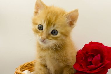 Fiyonklu küçük kırmızı kedi yavrusu