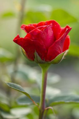 Bahçede kırmızı gül