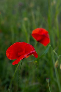 Kırmızı haşhaş tarlada