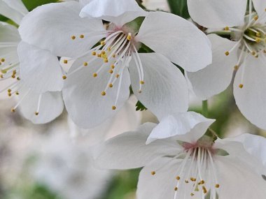 Baharda kiraz çiçeklerinin güzel çiçekleri