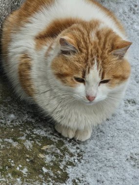 Sokaktaki beyaz tüylü kedi