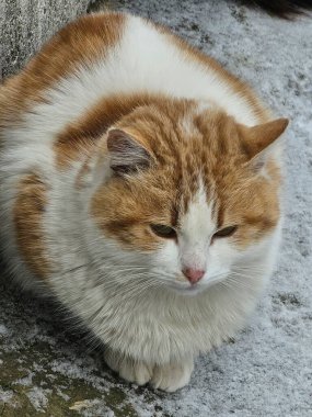 Beyaz tüylü bir kedi karın üzerinde oturuyor.