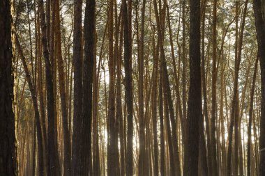 Çam ormanı sabah ışık