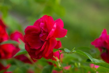 Bahçede güzel kırmızı güller