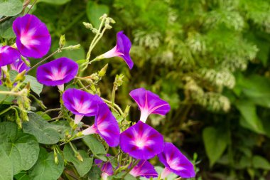 Bahçedeki güzel mor çiçekler