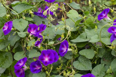 bir bahçenin arka planında mor çiçekler