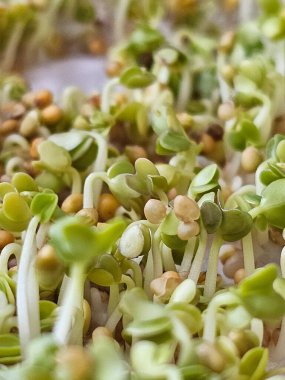 Taze yeşil filizleri kaplayın.