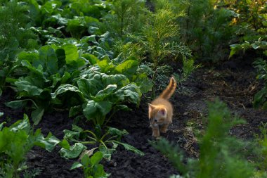 Genç köpek bahçede yürüyor.