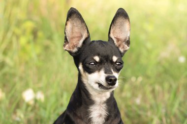 Doğadaki şirin bir chihuahua köpeğinin portresi.
