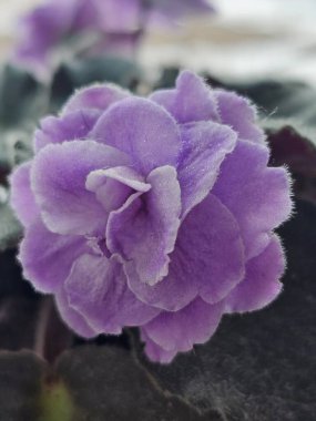 Güzel bir mor çiçeğe yaklaş.