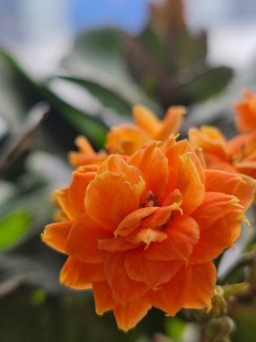 Bahçedeki güzel çiçekler