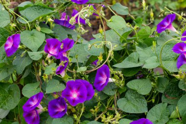 İbne çiçeğinin mavi çiçekleri.