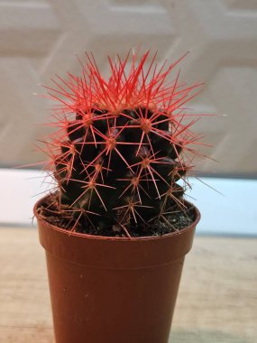 Tahta arka planda bir tencerede kaktüs