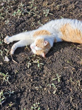 Kedi yerde yatıyor.