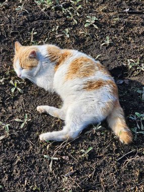 Kedi yerde yatıyor.