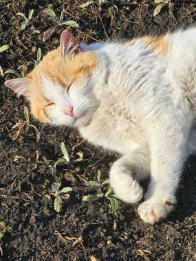 Beyaz kedi yavrusu çimlerin üzerinde yatıyor.