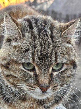 Şirin bir kedinin portresi