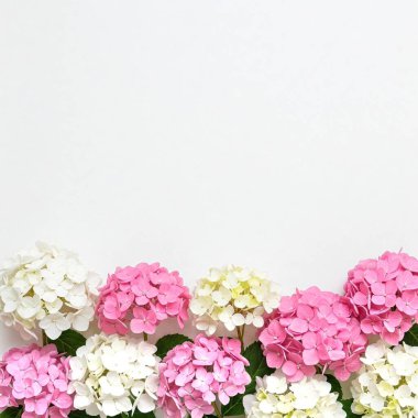 Beyaz arka planda beyaz ve pembe ortanca çiçekleri. Düz yat. Üst Manzara. metin veya resim için boşluk kopyala